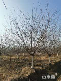 16公分染井吉野樱