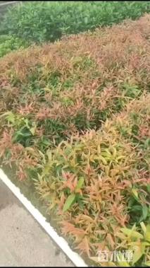 高度25厘米红车