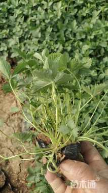 高度15厘米蛇莓