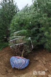 高度350厘米白皮松