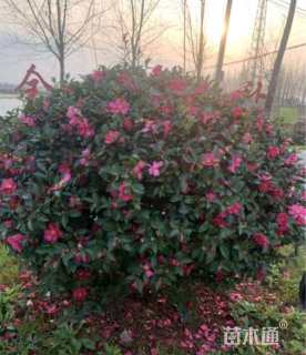 冠幅150厘米茶梅球