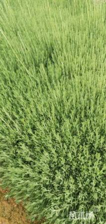 高度20厘米薰衣草