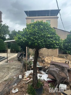 15公分造型小叶榕