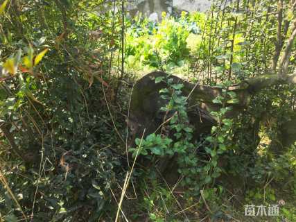 30公分造型金弹子