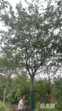 20公分朴树
