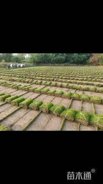 草卷状马尼拉草