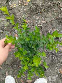 高度30厘米春鹃