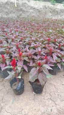 高度5厘米鸡冠花