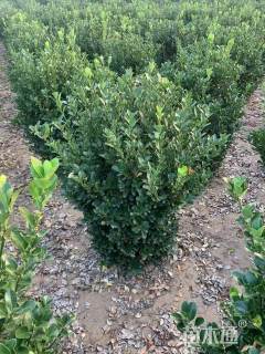 冠幅60厘米大叶黄杨球