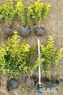 高度40厘米金叶女贞