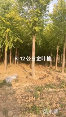 10公分金叶榆