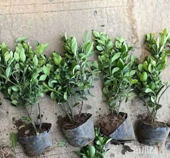 高度60厘米大叶黄杨