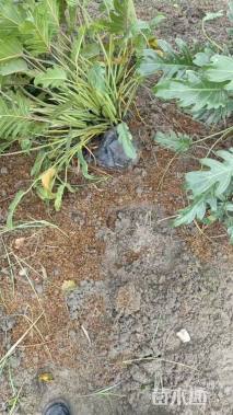 高度30厘米仙羽蔓绿绒