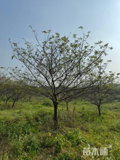 12公分日本晚樱