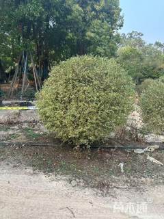 冠幅80厘米银姬小蜡球