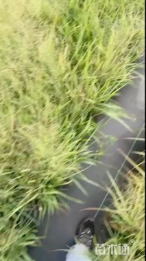 高度40厘米画眉草