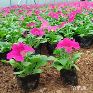 高度10厘米矮牵牛