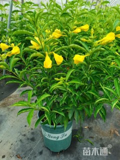 金蝉紫蝉加仑杯棒棒糖