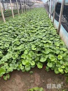 高度26厘米大吴风草