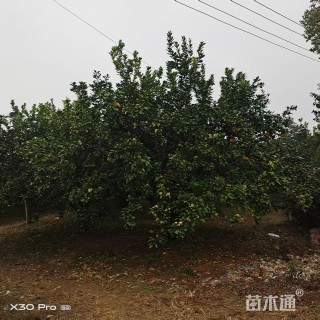 柚子树
