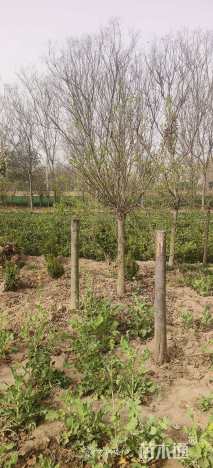 高度160厘米丁香