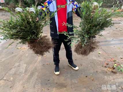 高度35厘米春鹃小苗