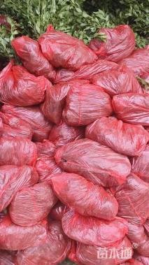 高度30厘米春鹃