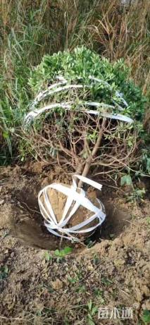 冠幅150厘米海桐球