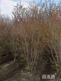 高度180厘米丛生花石榴