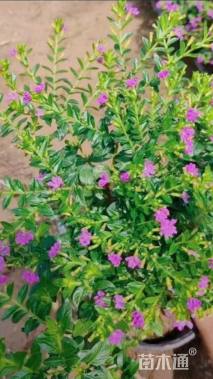 高度26厘米萼距花