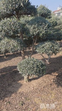 20公分油橄榄