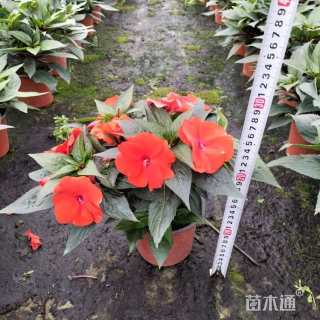 高度20厘米凤仙花
