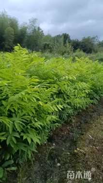 高度70厘米无患子小苗