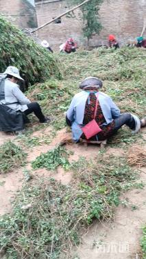 高度60厘米紫穗槐小苗