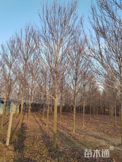 10公分美国红枫