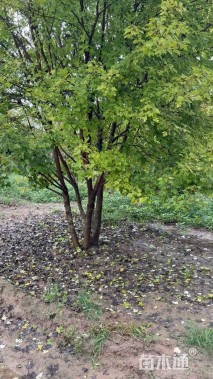 高度600厘米丛生美国红枫