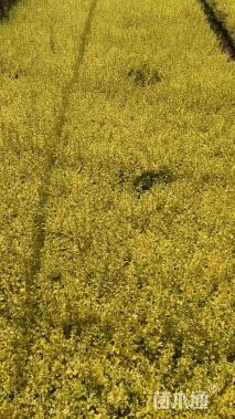 高度20厘米金叶女贞