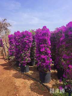 高度150厘米三角梅柱