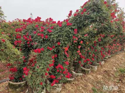 高度100厘米月季