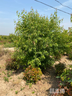 高度250厘米丛生茶条槭