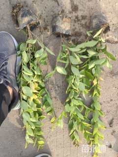 高度40厘米金森女贞