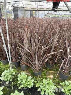 高度50厘米宿根亚麻