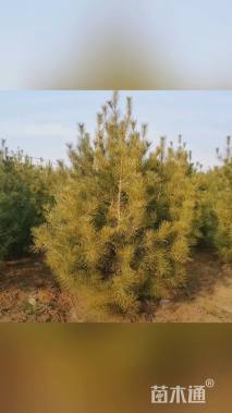 高度200厘米白皮松
