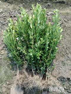 高度30厘米瓜子黄杨