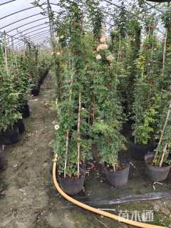 120厘米藤本月季