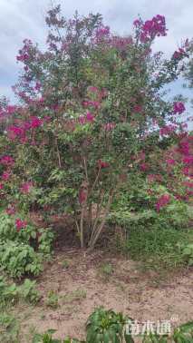 高度200厘米丛生紫薇