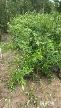 高度50厘米连翘