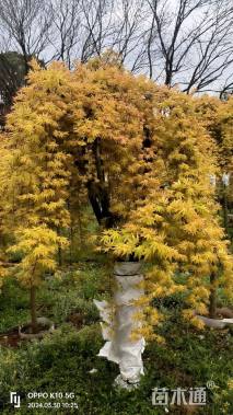 高度1.5厘米羽毛枫