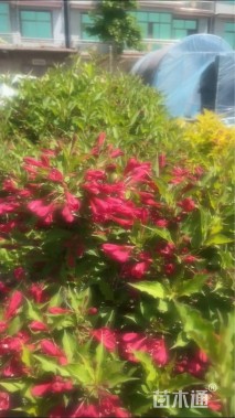 高度120厘米红王子锦带球