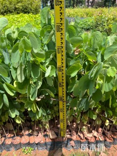 高度40厘米紫荆